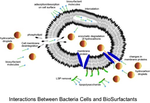 Interaction Between Bacterial Cells, Biosurfactants, and Contaminants