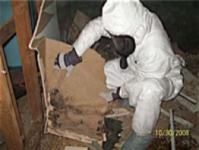 Mold Removal of Infested Drywall   